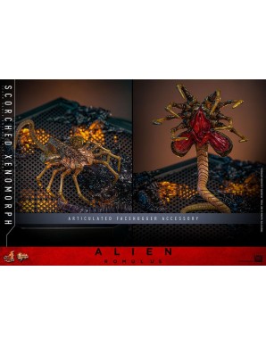 Hot Toys Movie Masterpiece Alien Romulus Scorched Xenomorph 1/6 Scale Collectible Figure